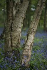 Shallow depth of field landscape of vibrant bluebell woods in Spring