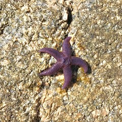 Starfish