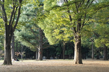 Naklejka premium Yoyogi park