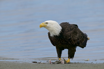 Bald Eagle (Haliaeetus leucocephalus)