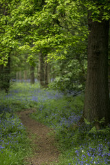 Shallow depth of field landscape of vibrant bluebell woods in Spring
