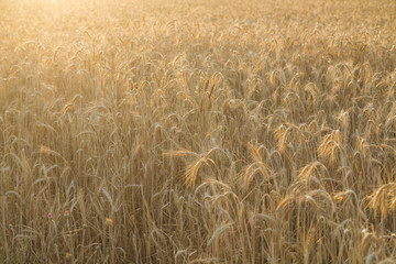 wheat fields with golden light