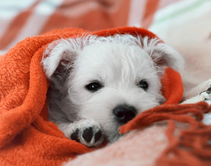 The puppy wrapped in a blanket