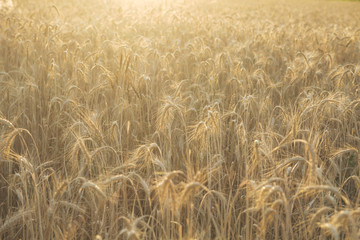 wheat field in summer with golden light