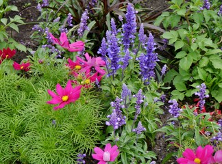 Blumenmeer im Beet