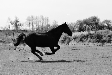 cheval au galop