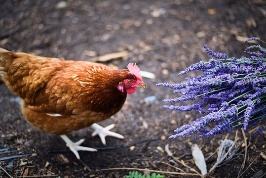 Curious chicken smelling fragrant bouquet of lavenders in North Fork, Long Island