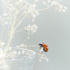 Ladybug in the rain