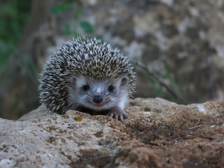 Kirpi © Photocenter