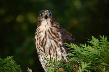 Epervier juvénile Montréal