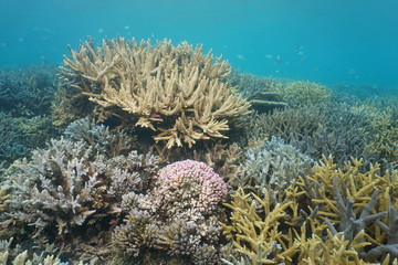 Fototapeta na wymiar South Pacific ocean underwater coral reef in good condition, New Caledonia, Oceania