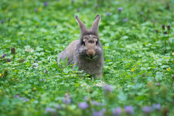 Cute rabbit in green grass