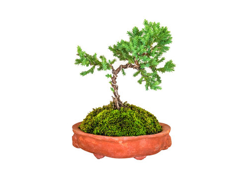 bonsai tree of pine in a earthenware pot isolated on white background with clipping path .