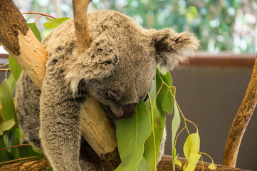 Koala