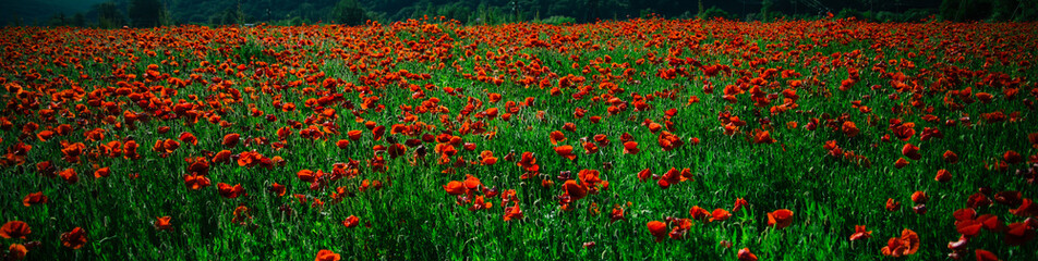 Fototapeta premium field of red poppy seed flower background