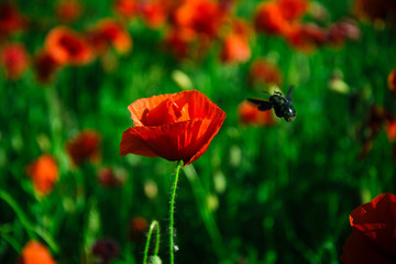 Obraz premium bee fly near flower in field of red poppy
