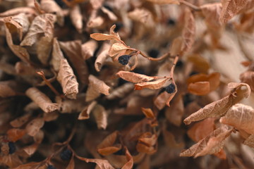 Dried blueberries on the table focus