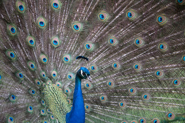 Fototapeta na wymiar Peacock looking to right