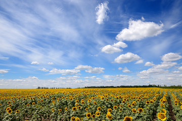 The sunflowers field and clouds in Ukraine