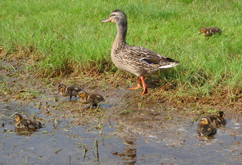 baby ducks swimming in pound swamp green nature environment