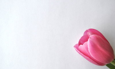 White background with pink tulip flower on the border with space for copy and text.