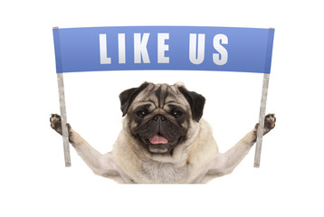 pug puppy dog holding up blue banner with text like us for social media, isolated on white background