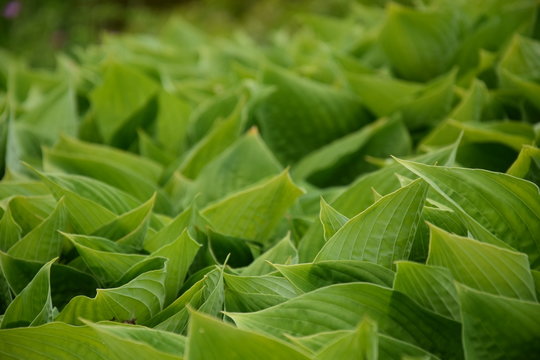Leaves