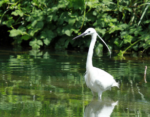 aigrette garzette à la pêche