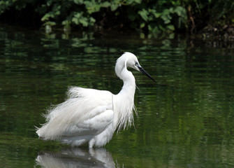 aigrette garzette à la pêche