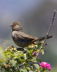 Obraz premium Bird on park bush perch in Los Angeles, California