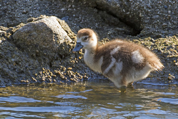 Bird baby goose along shore at Lake Balboa in Los Angeles, California