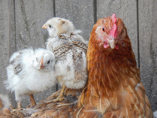 Hen with chicken hiding under its wings, birds on the yard