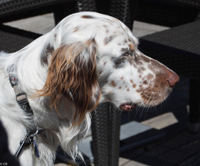 portrait d'un setter 