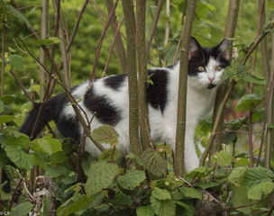 chat dans la verdure