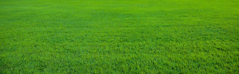 Foto op Plexiglas Achtergrond van mooi groen graspatroon © konradbak