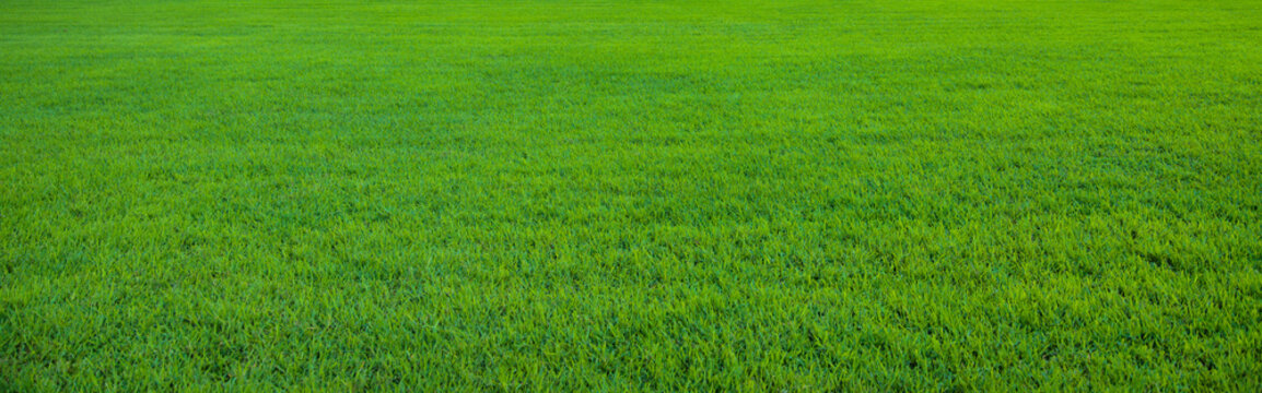 Background of beautiful green grass pattern © konradbak