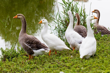 Geese