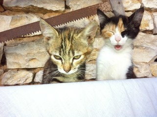 Chatons 