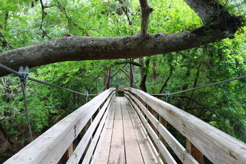 Hiking - Suspension Bridge Through the Forest 