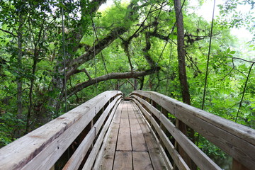 Suspension Bridge / Nature Trail Through the Woods 