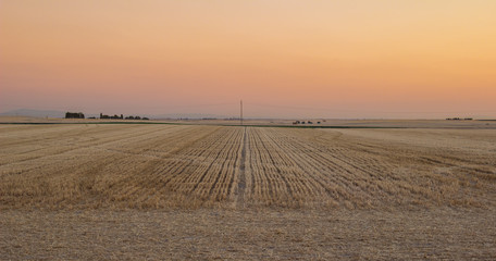 Cropped straw field in Castilla y Le&oacute;n (Spain) countryside, at sunset in the summer