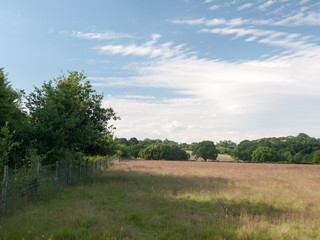 Fototapeta na wymiar a farm field on a sunny day empty and peaceful