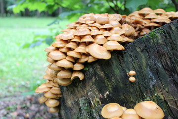 honey mushrooms