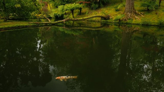 Tilting shot of the beautiful Parque Terra Nostra park in the island of Sao Miguel, The Azores, Portugal