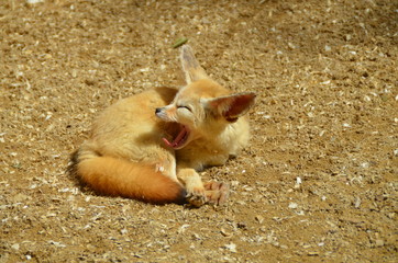 FOXES ARE SLEEPY