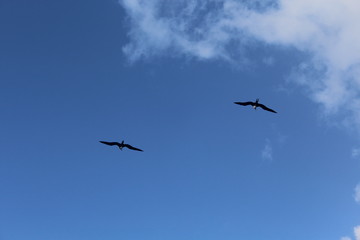 oiseaux en vol guadeloupe