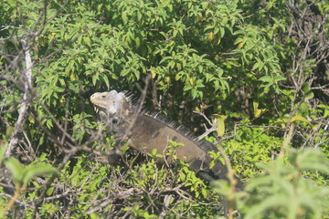 iguane antillais