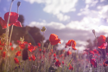 Obraz premium red poppies in the countryside, vintage style photo
