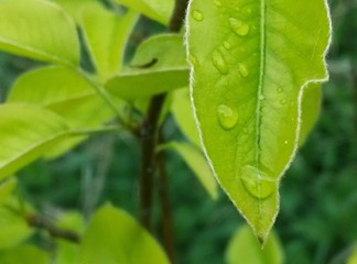 Rosée du matin sur de jolies feuilles vertes