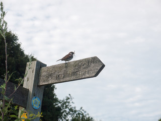 bird on top of wooden post with fly in mouth and clouds behind